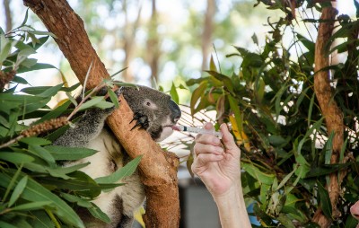 A koala in a tree being fed medicine