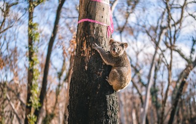 A koala clings to a tree with a ribbon on it in a burnt landscape