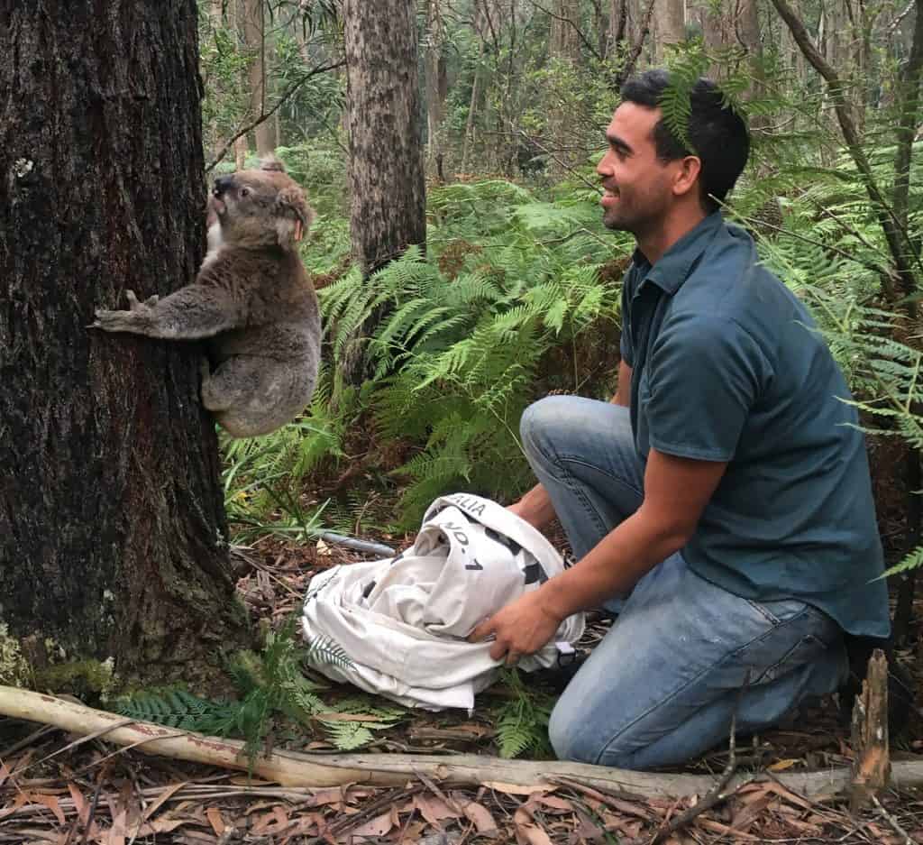 A koala is released and climbs up a tree