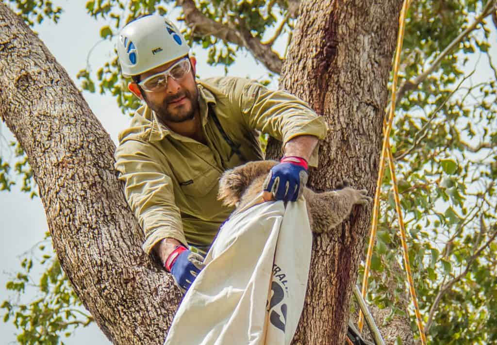 George Madani in a tree capturing a koala in a bag