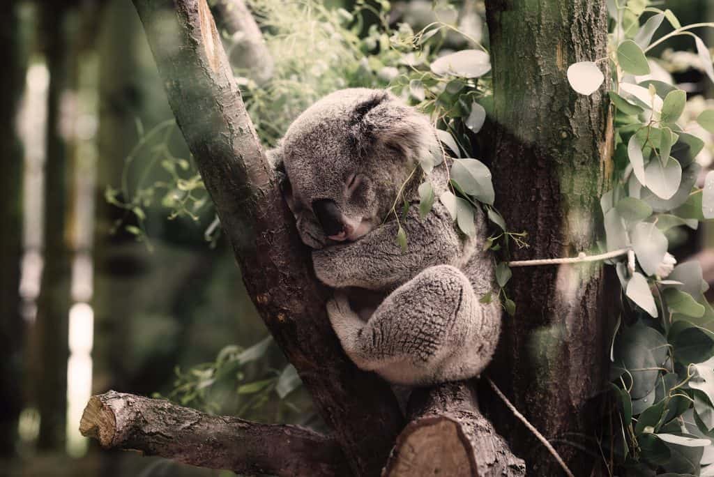 Koalas And Aboriginal Culture Koala Country