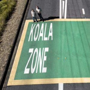 A koala zone road sign