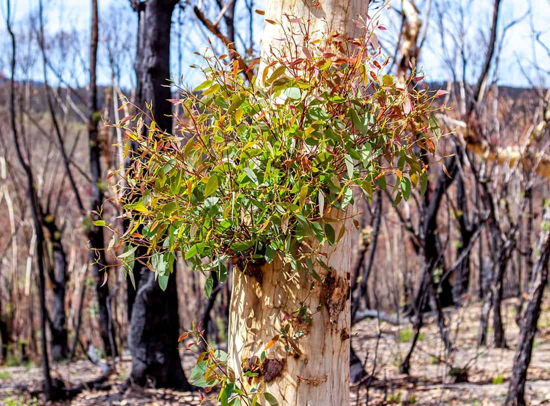 A tree with new growth following fire
