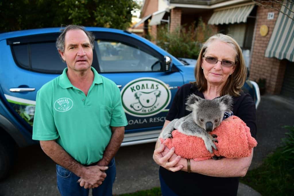 Christeen and Paul McLeod, with Christeen holding a rescued koala in her arms