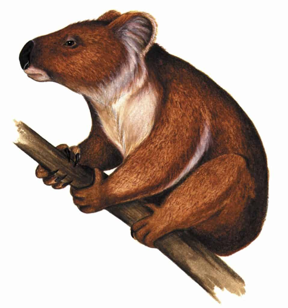 An illustration of an ancient koala