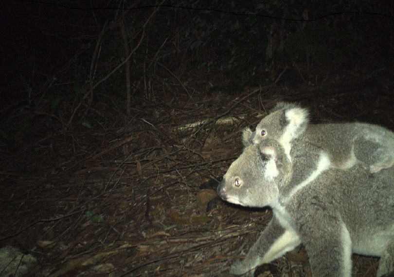 A koala and joey captured on camera trap
