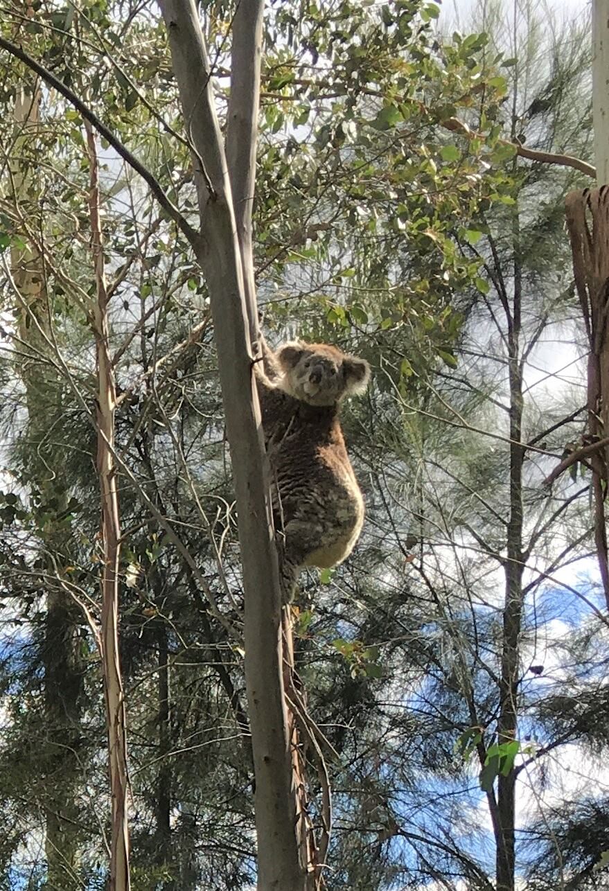 A koala seen during a Landcare planting