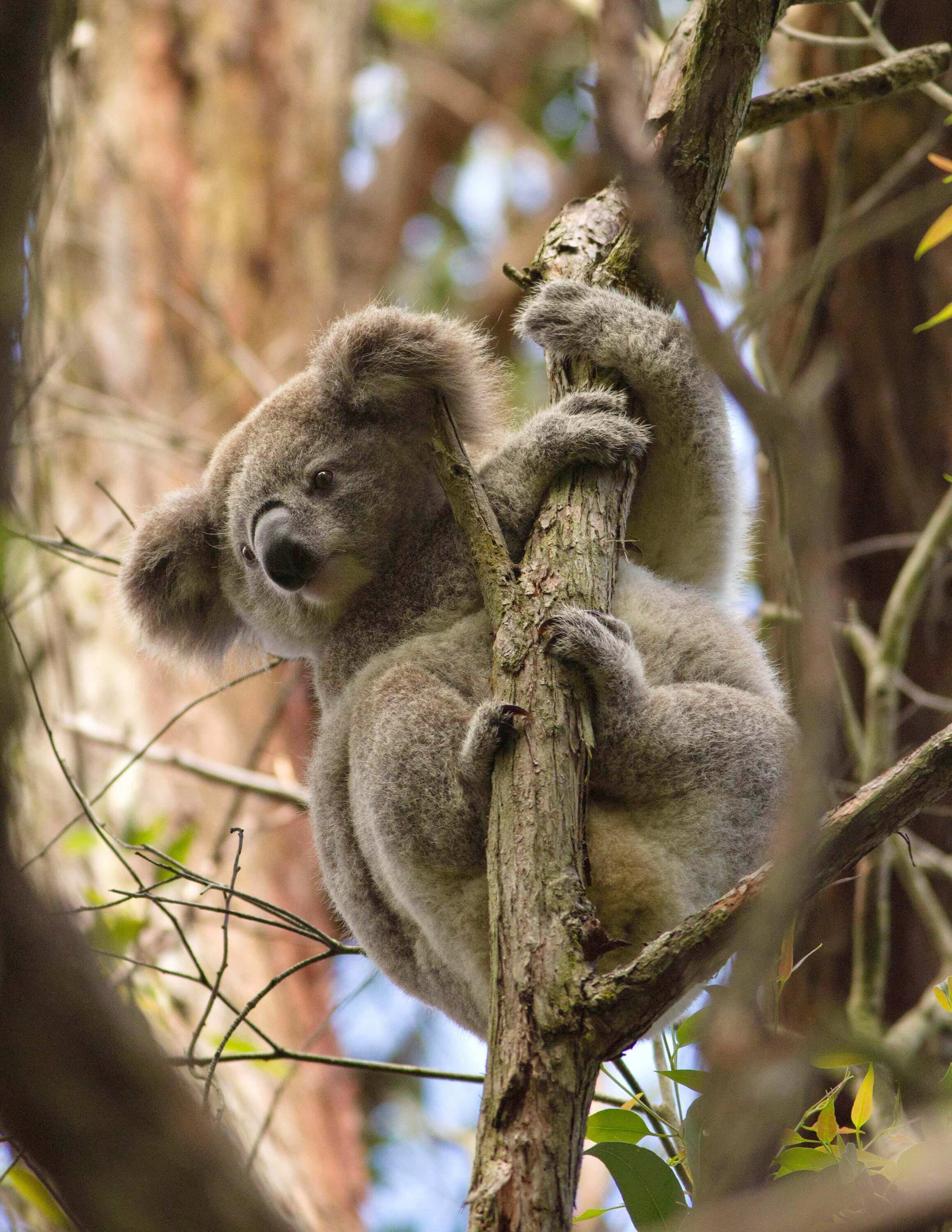 A koala in a tree