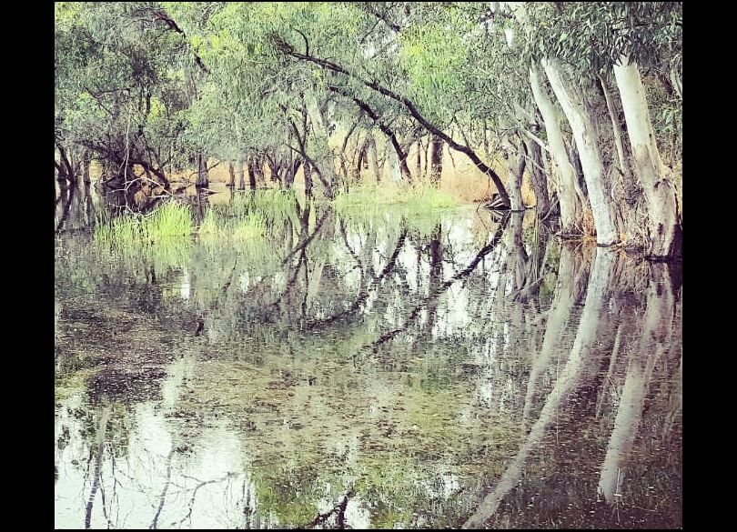 Trees drape over the Booligal wetlands on the Lachlan River valley