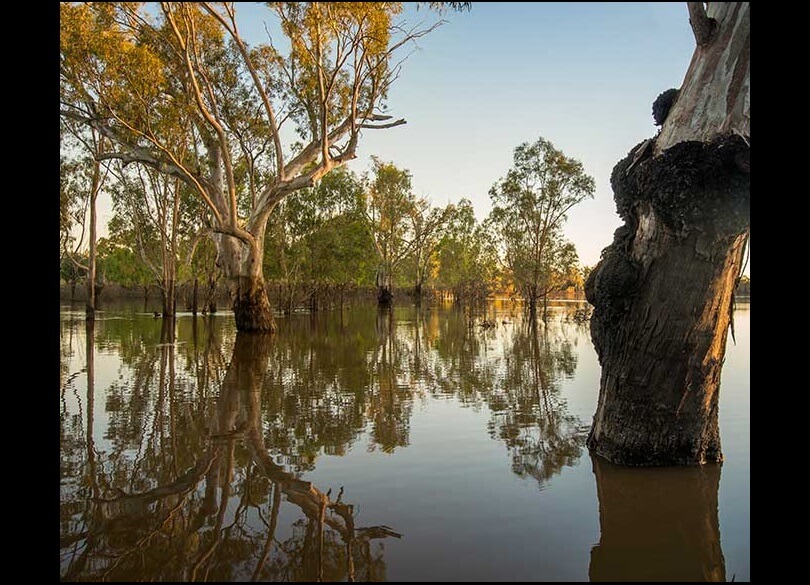 Trees reflect in still water on the Lower Murray