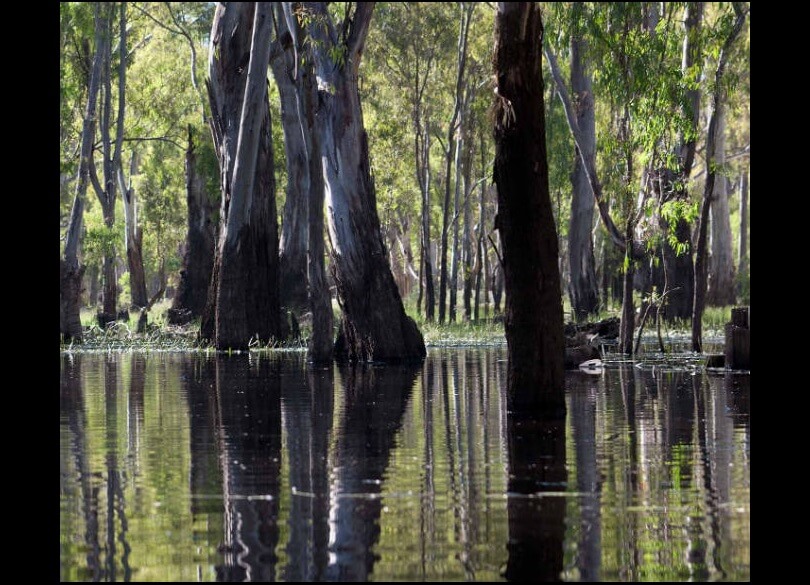 River red gums (Eucalyptus camaldulensis) reflecting in river, Murray Valley National Park