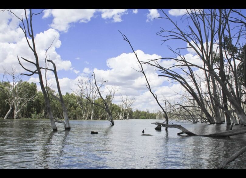 Dead trees rise out of still water in the Murrumbidgee Valley National Park, Wooloondool