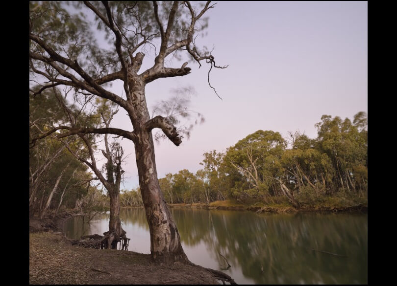 River red gums (Eucalyptus camaldulensis) on the Murrumbidgee riverbank at Wooloondool, Murrumbidgee Valley National Park 