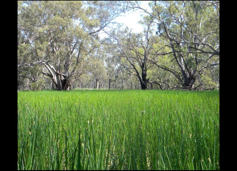 A field of green reeds in the Yanga National Park on the Lowbidgee Floodplain