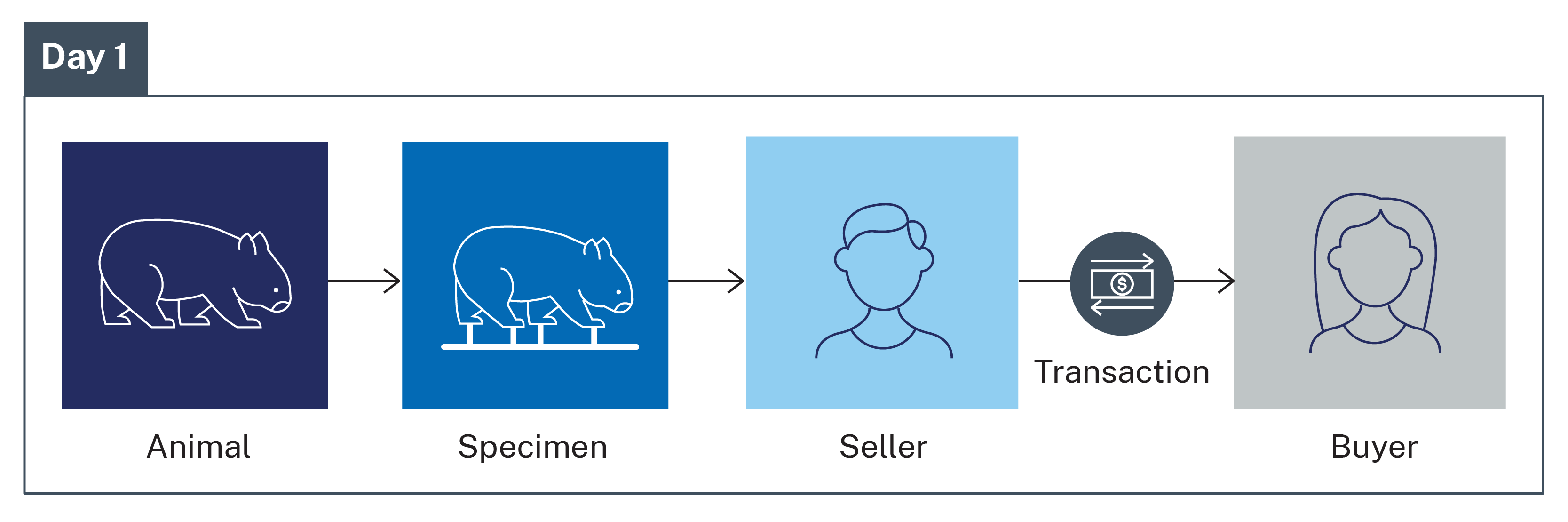 An infographic showing an individual selling an animal specimen in one transaction.