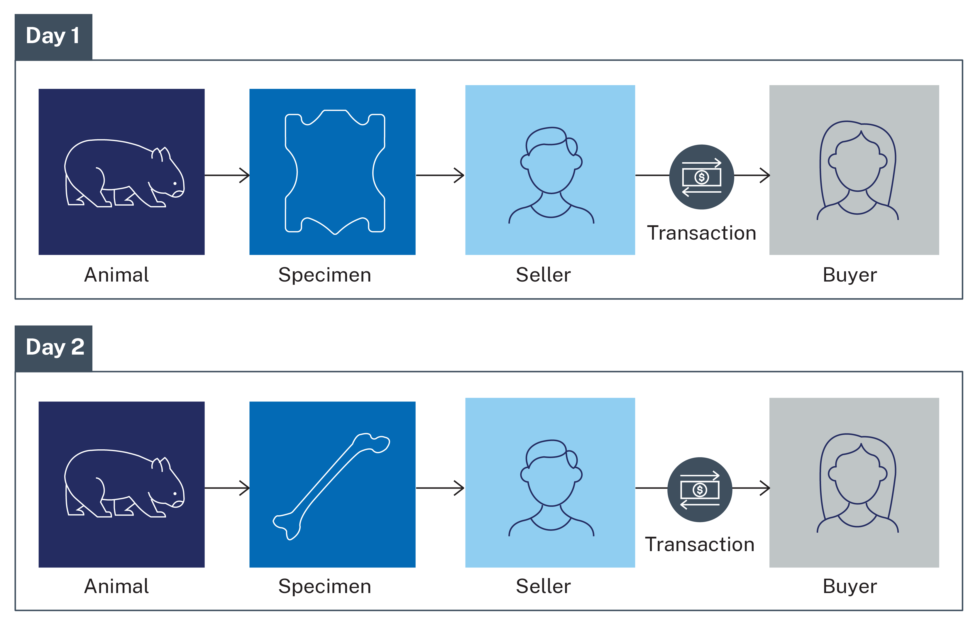 An infographic showing two animal specimens from the same animal being sold in two transactions.