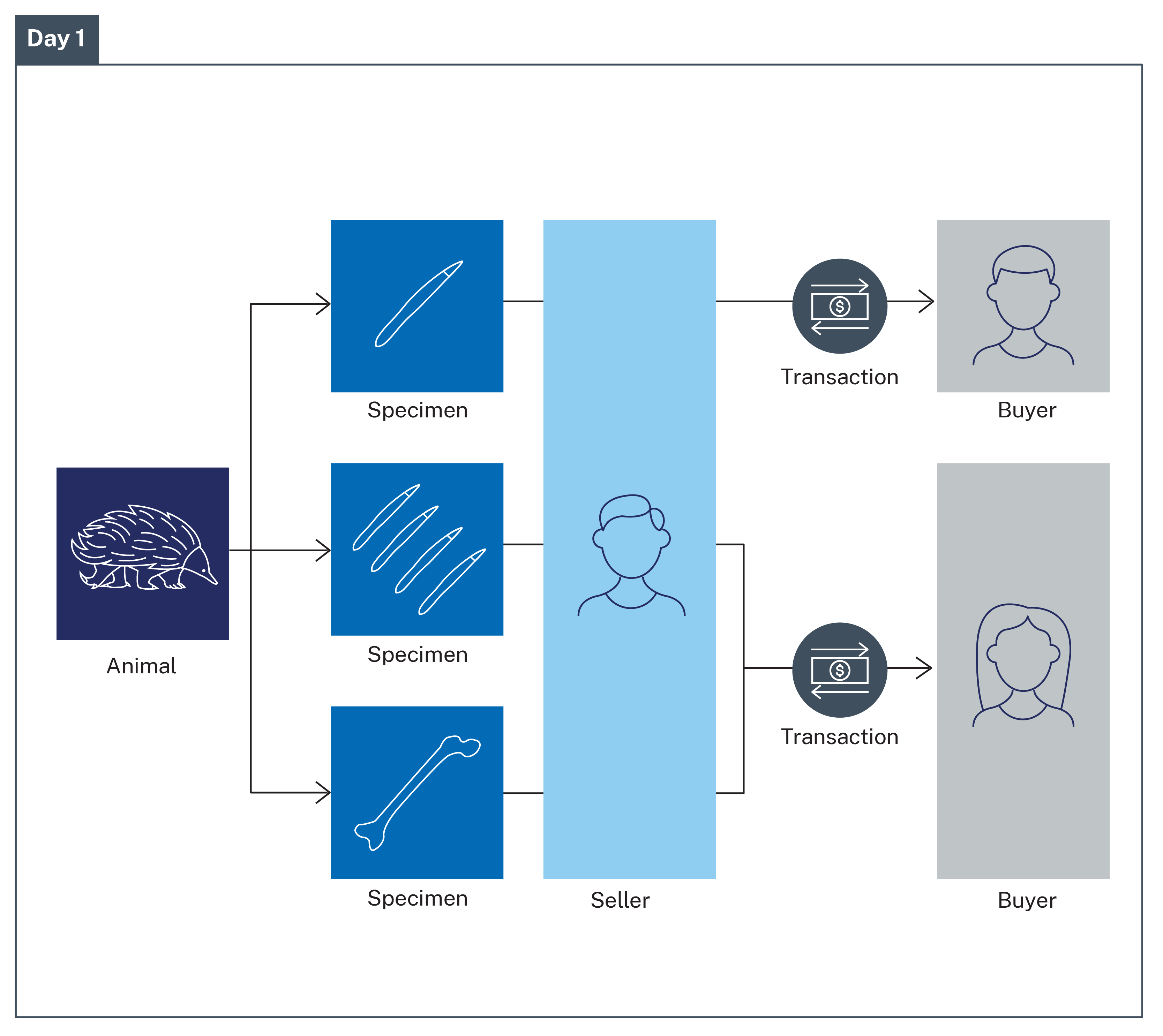 An infographic showing animal specimens being sold to two different buyers.