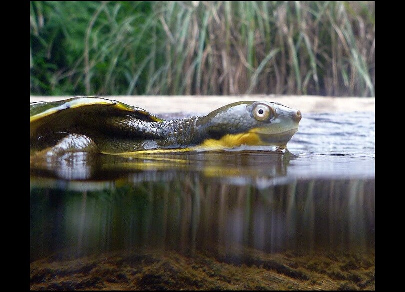 Bellinger River snapping turtle (Myuchelys georgesi) on the surface of a creek