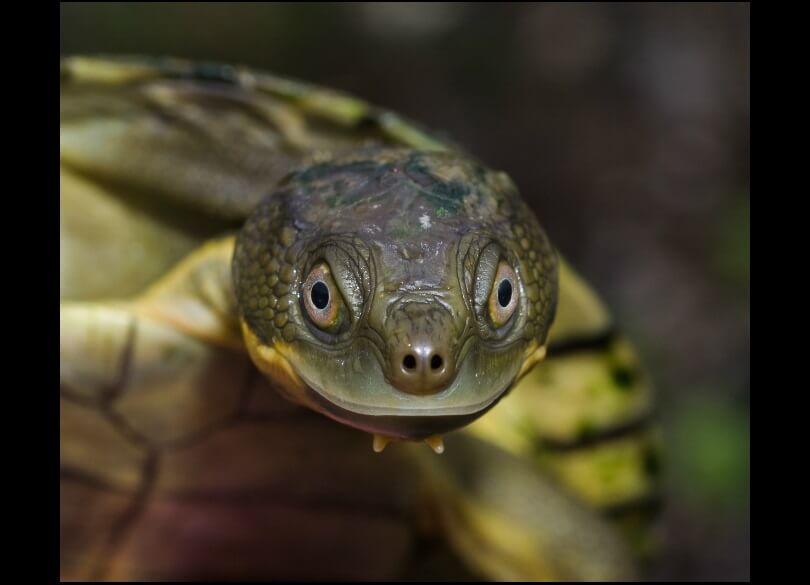 Close shot of a Bellinger River snapping turtle (Myuchelys georgesi)