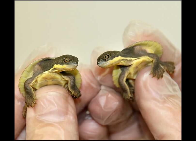 Bellinger River snapping turtle (Myuchelys georgesi) hatchlings