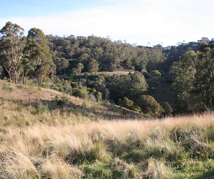 Growth Centre Biobanking Offset Program. Cumberland Plain Woodland on the Mt Hercules Biobank Site at Razorback a permanently protected site