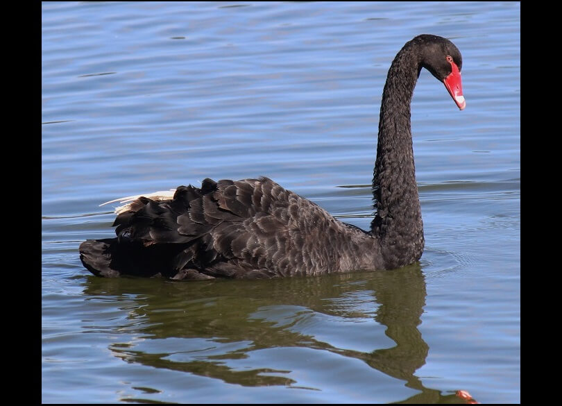 A black swan (Cygnus atratus) swims on calm water