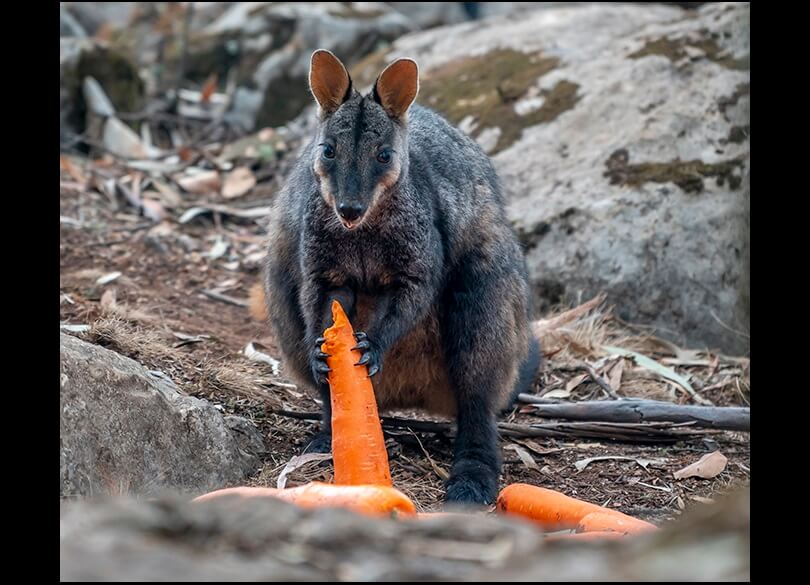 Brush-tail rock-wallaby (Petrogale penicillata) eating carrots dropped by air by NPWS