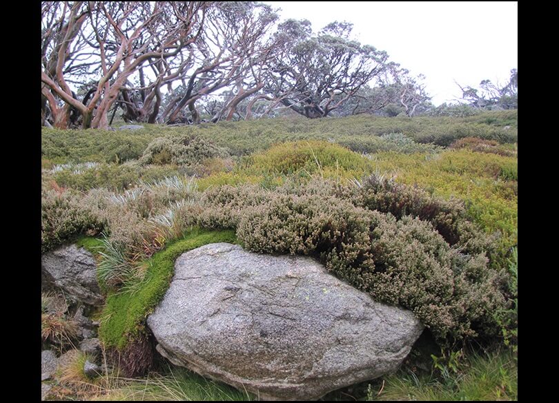 Soils support unique vegetation communities as shown here at Charlottes Pass, NSW