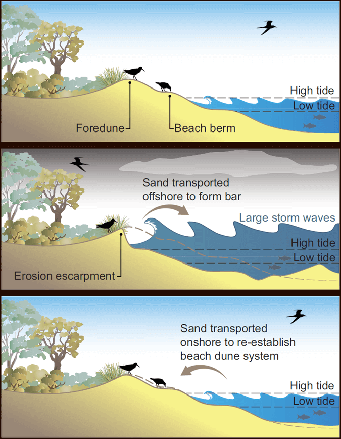 Storm waves can move sand offshore leaving an eroded beach. Sand returns to the beach during calmer conditions.