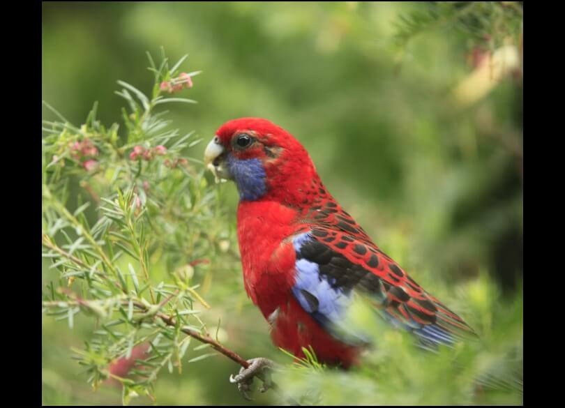 Crimson rosella (Platycercus elegans) siting on a branch eating berries.