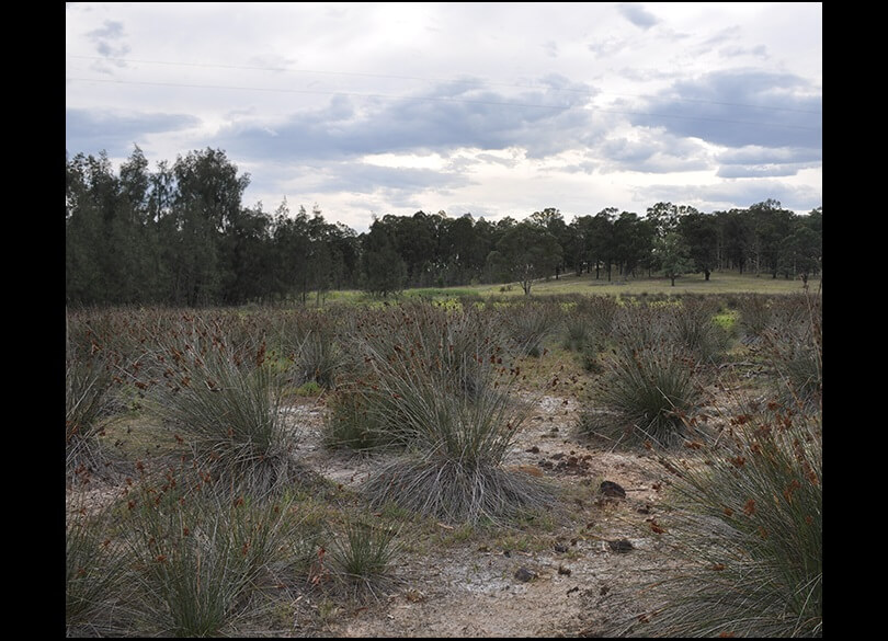 Dryland salinity north of Falbrook in the Hunter catchment