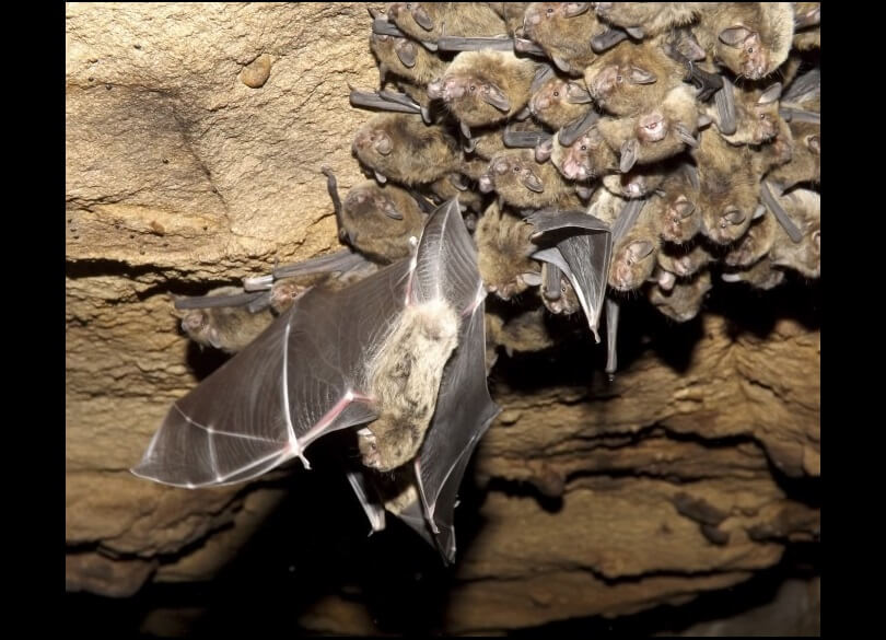 Eastern false pipistrelle (Falsistrellus tasmaniensis) and young on a cave roof.