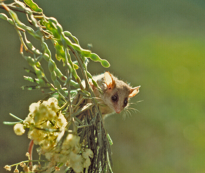 A tiny possum sits on a branch surrounded by wattle flowers and seed pods. The possum is about as long as the seed pods.