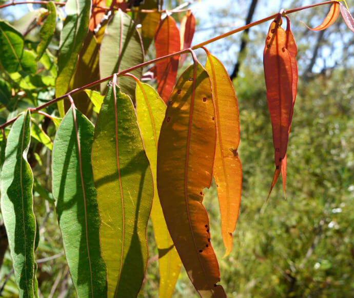 Leaves hanging from a branch in a gumtree. Some are red, yellow, and green.