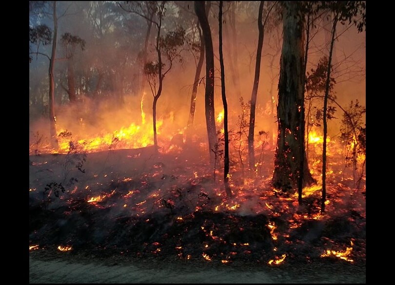 Fire flames and sparks woodland blackened tree trunks Brindabella hazard reduction burn