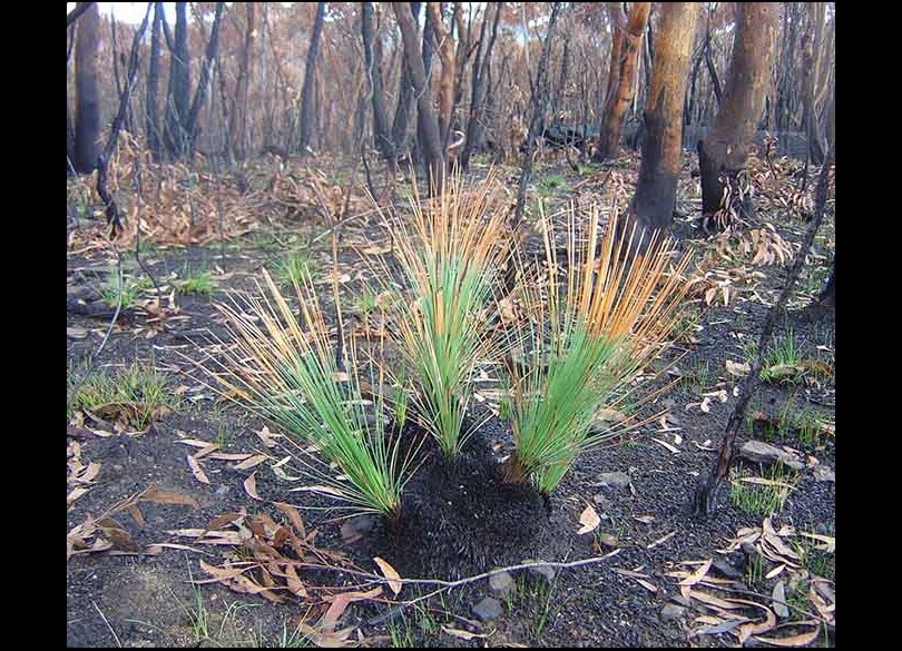 Grass tree recovering as one of the first signs of life after fire Xanthorrhoea species burn tree trunks in the background