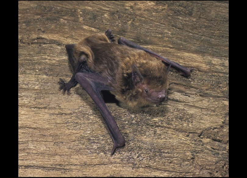 Large bent-winged bat (Miniopterus orianae oceanensis)