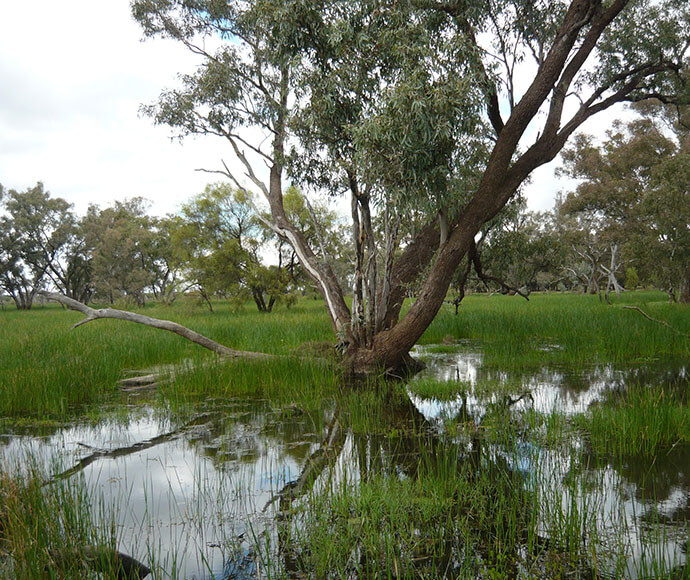 Water with a beautiful tree growing out from the middle and lush green grass growing throughout.