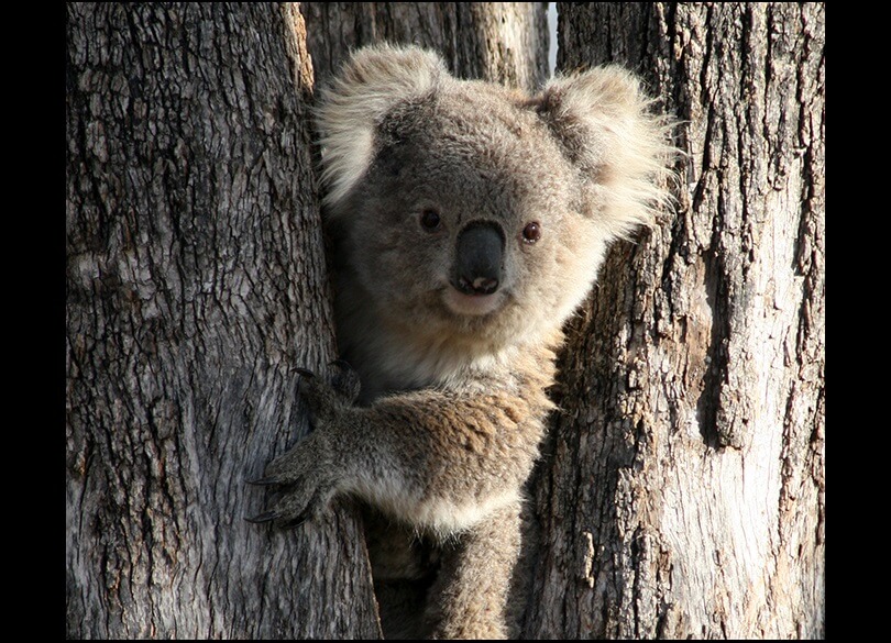  A Koala (Phascolarctos cinereus) sits in the bough of a tree