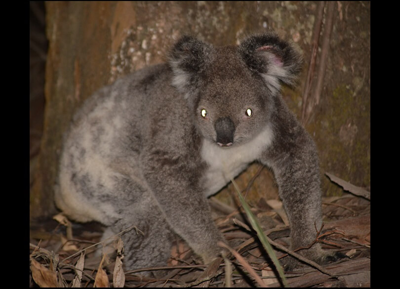 A koala walks on the ground at night