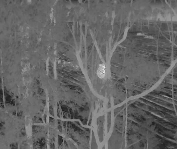 Drone thermal image of a koala in the tree canopy in Kempsey, New South Wales 