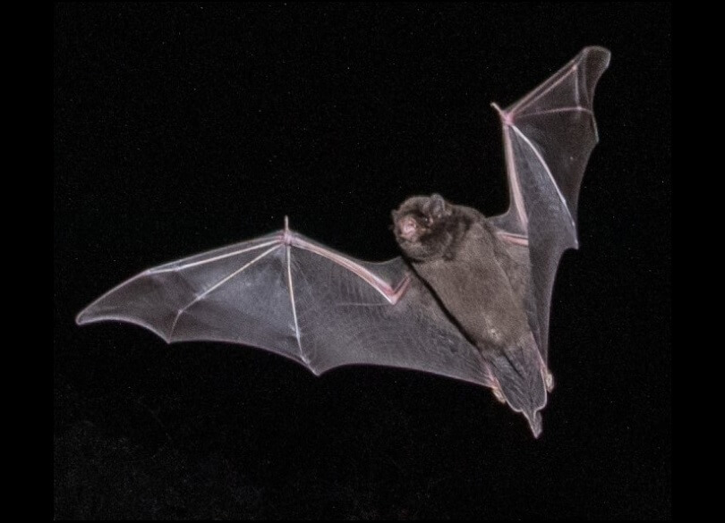 Large bent-winged bat (Miniopterus orianae oceanensis)