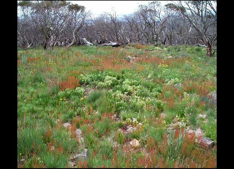 Mount Ginini, nearly 1 year post bushfire. Burned trees in the background and a field of flowers and grasses in the foreground.