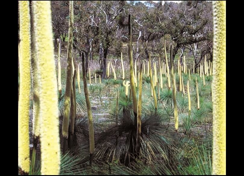 Recovery new growth following fire grass trees Xanthorrhoea species