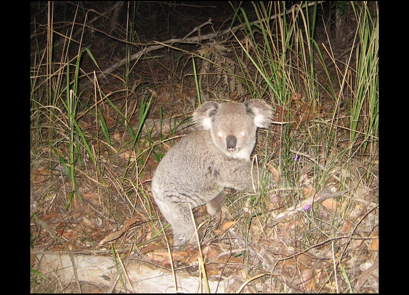 Koala next to Cabans Rd