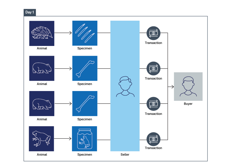 An infographic showing four animal specimens being sold to a single buyer.