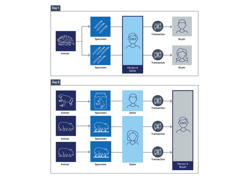 An infographic showing five animal specimens being sold in five transactions.