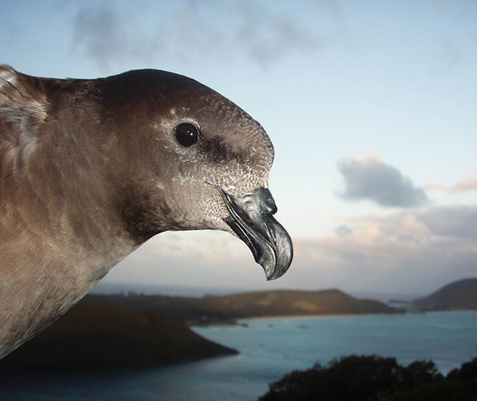 Providence petrel Pterodroma solandri vlnerable at the new North Head colony Lord Howe Island