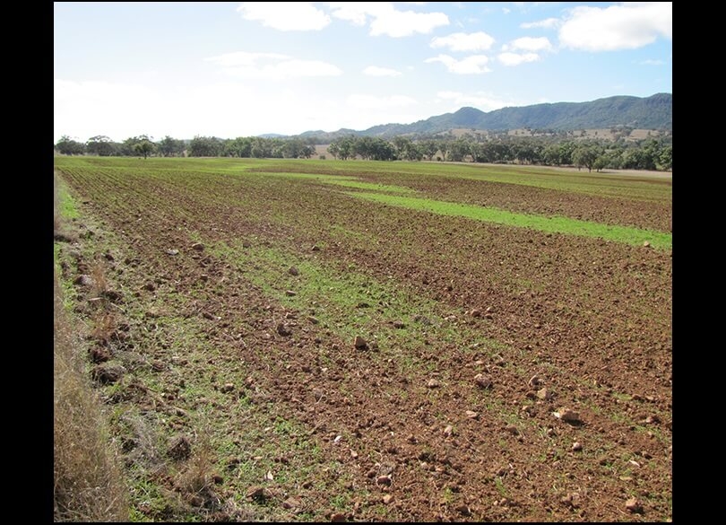 Red Chromosols in the Melville Range south-east of Carrol, NSW