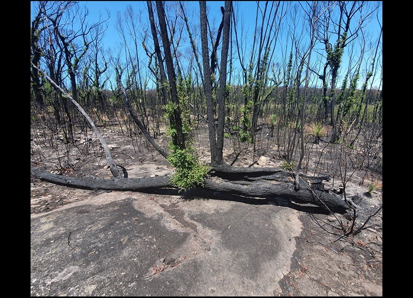 Gibraltar National Park regeneration, one month after the 2019-20 bushfires